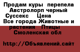 Продам куры, перепела. Австролорп черный. Суссекс. › Цена ­ 1 500 - Все города Животные и растения » Птицы   . Смоленская обл.